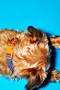 Ware of the Dog Checked and Striped Webbing Collar