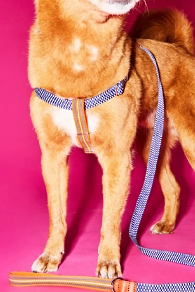 Ware of the Dog Checked and Striped Webbing Harness