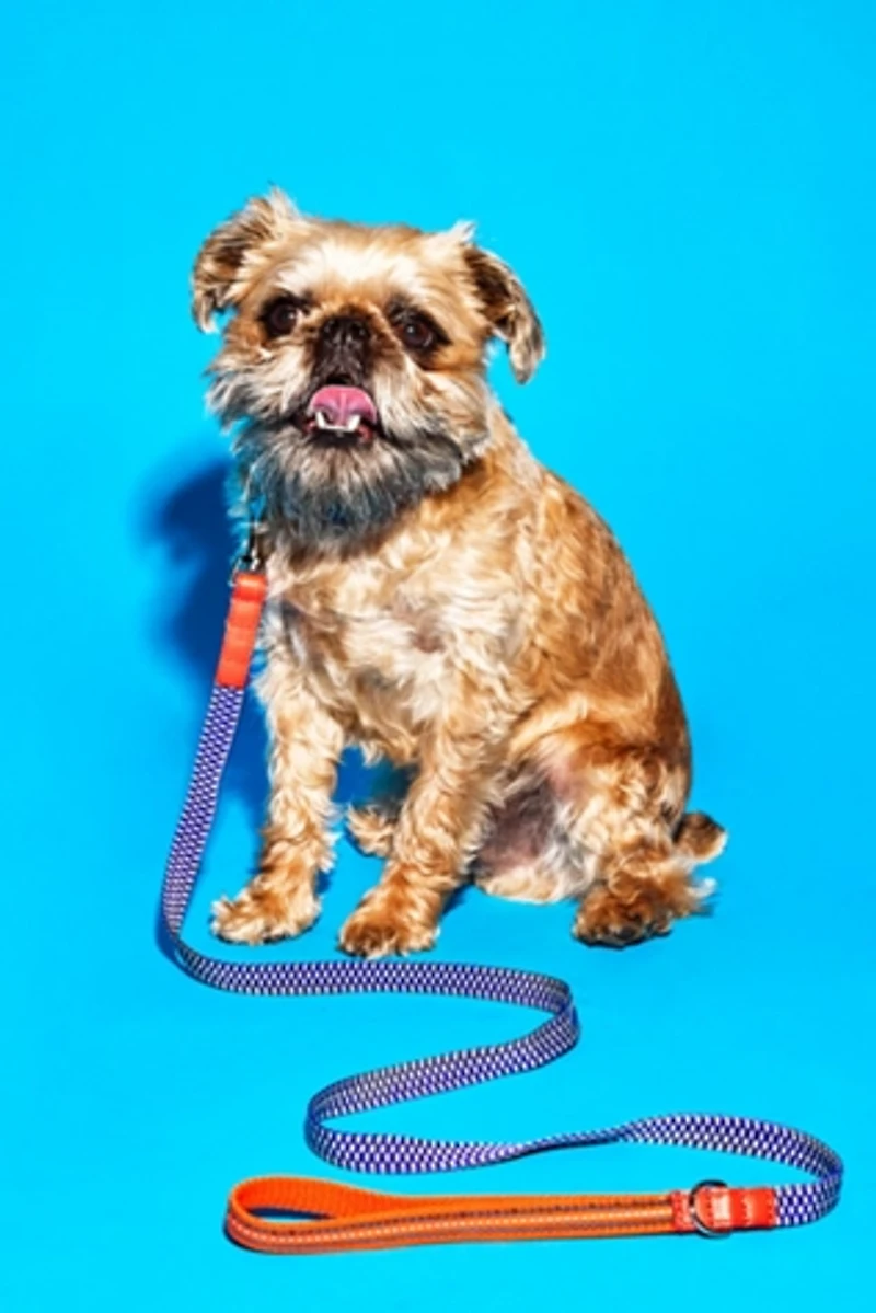 Ware of the Dog Checked and Striped Webbing Leash