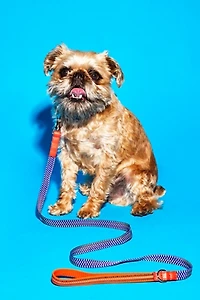 Ware of the Dog Checked and Striped Webbing Leash