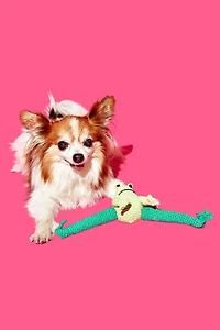 Ware of the Dog Hand Crochet Frog