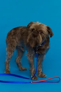 Ware of the Dog  Nylon Leash