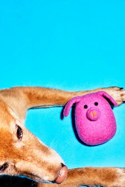 Ware of the Dog Wool Pig Toy