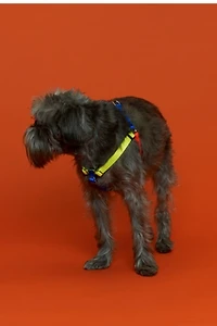 Ware of the Dog Nylon Colorblock Harness