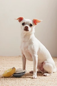 Lambwolf Gillardeau Toy