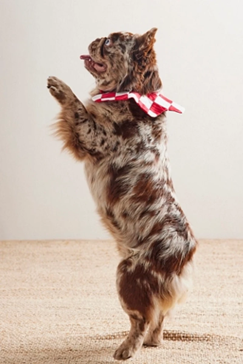 Fren x FP Exclusive Embrodiered Collar