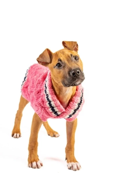 Chilly Dog Preppy Sweater