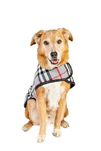Chilly Dog Steel Tartan Plaid Coat