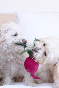 MODERNBEAST Wool Turnip