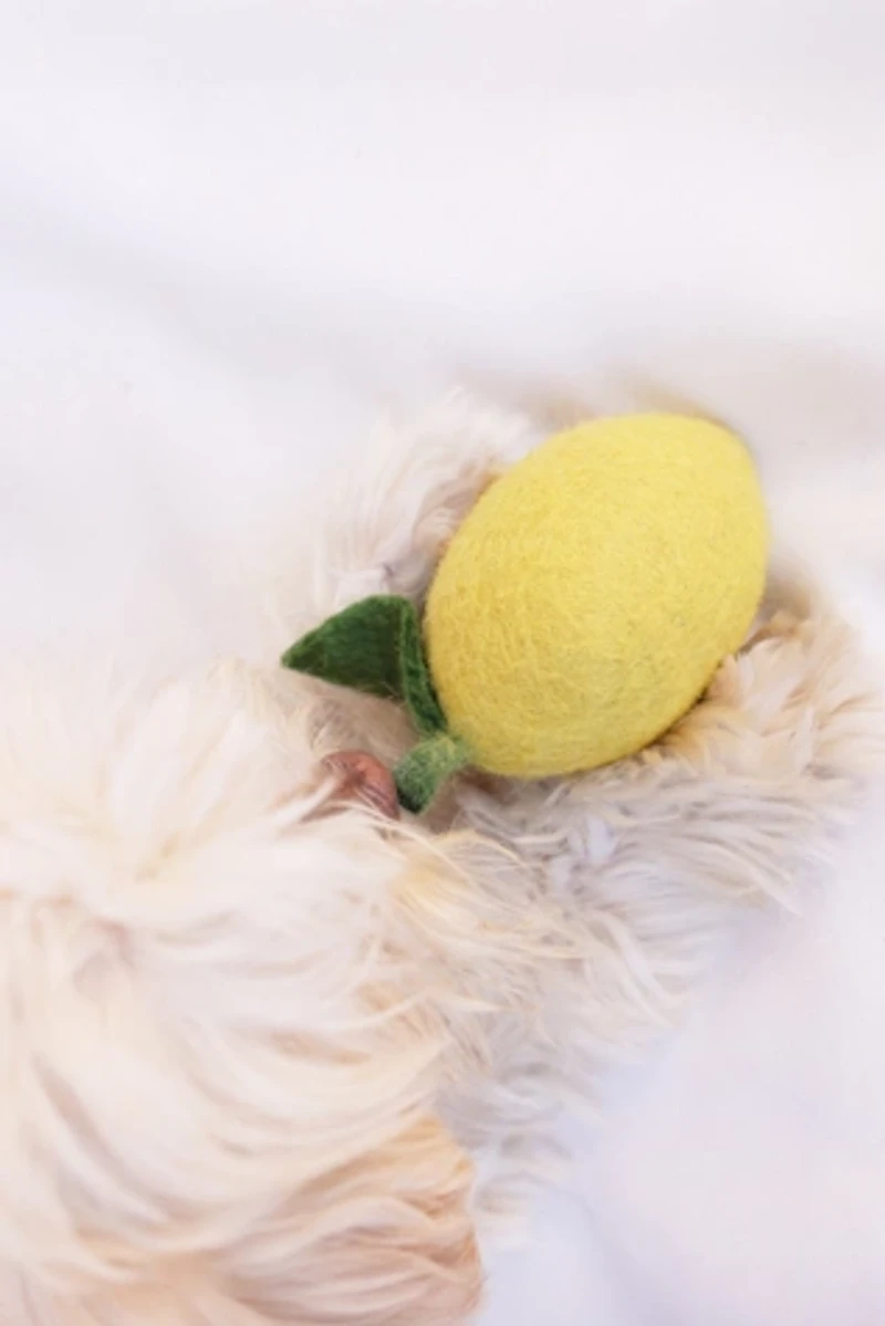 MODERNBEAST Doggy Lemon