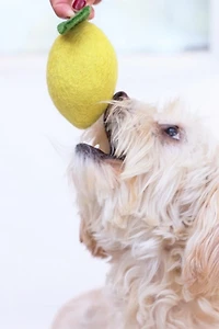 MODERNBEAST Doggy Lemon