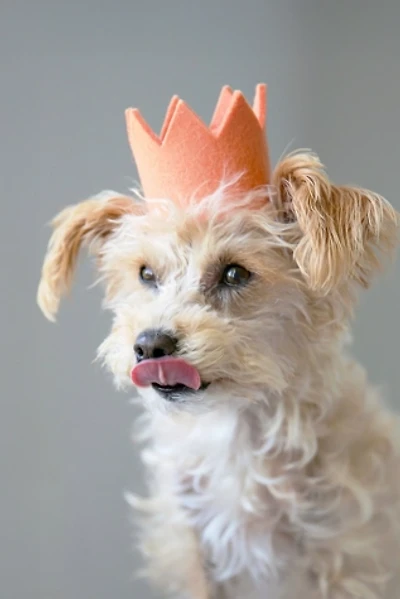 MODERNBEAST Party Crown