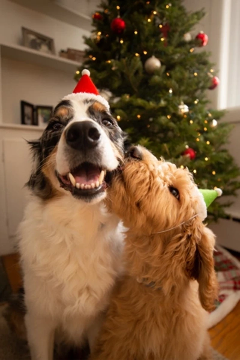 MODERNBEAST Holiday Elf Hat