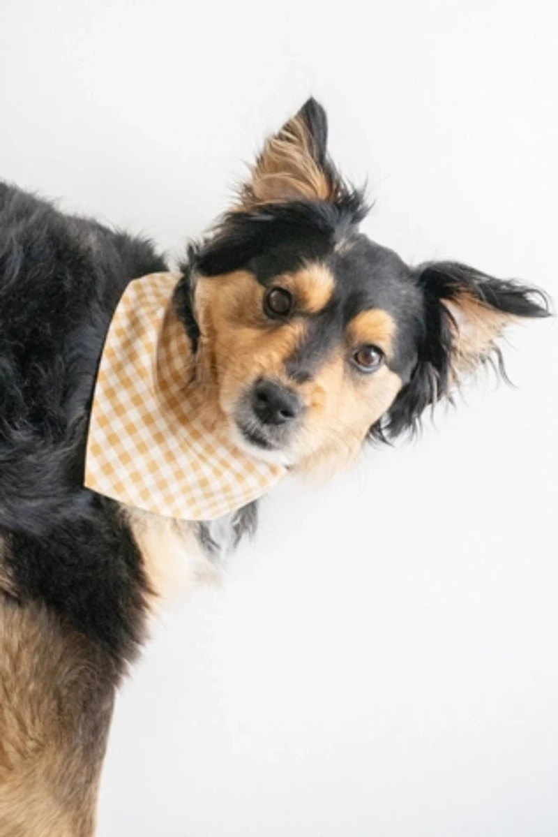 MODERNBEAST Pet Bandana