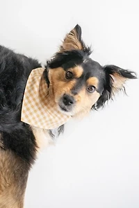 MODERNBEAST Pet Bandana
