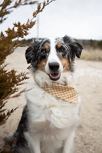 MODERNBEAST Pet Bandana