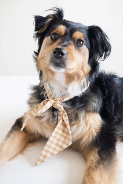 MODERNBEAST Pet Necktie