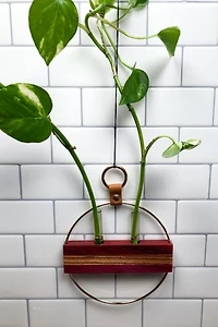 Honorable Oak Propagation Station