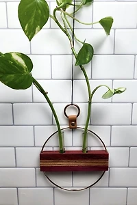 Honorable Oak Propagation Station
