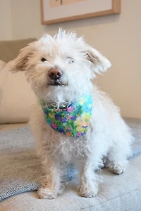 MODERNBEAST Meadow Pet Bandana