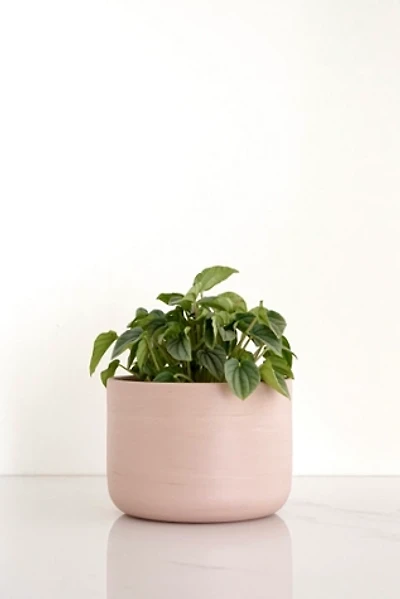Ren Vois Terracotta Marble Planter