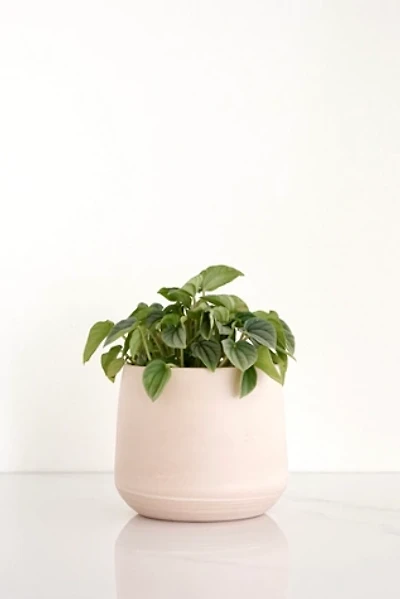 Ren Vois Blush Marble Planter