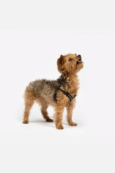 Silver Paw Maximus Dog Harness
