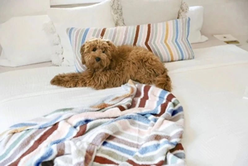 Sunday Citizen Cusco Lumbar Pillow