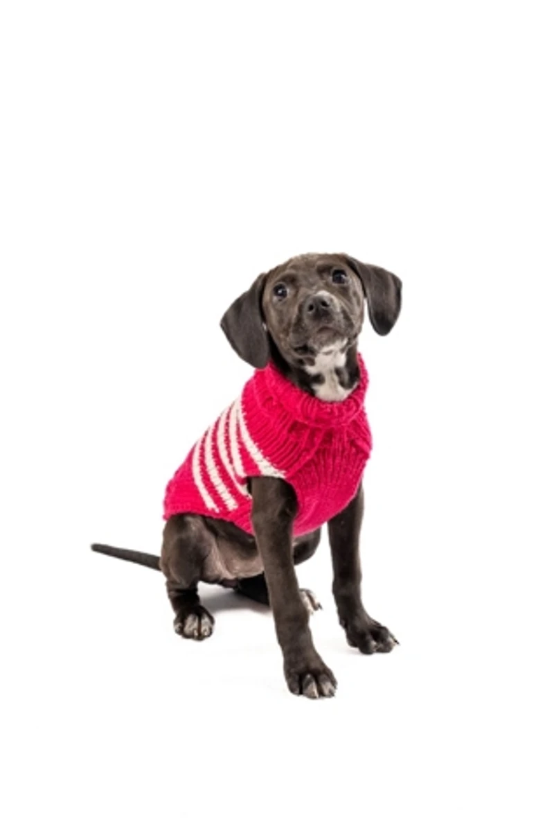 S Chilly Dog Katie Stripe Sweater