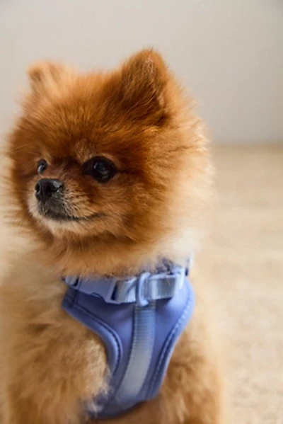 Wild One Pet Harness