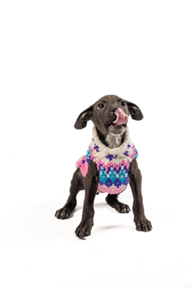 Chilly Dog Ski Bum Fairisle Sweater