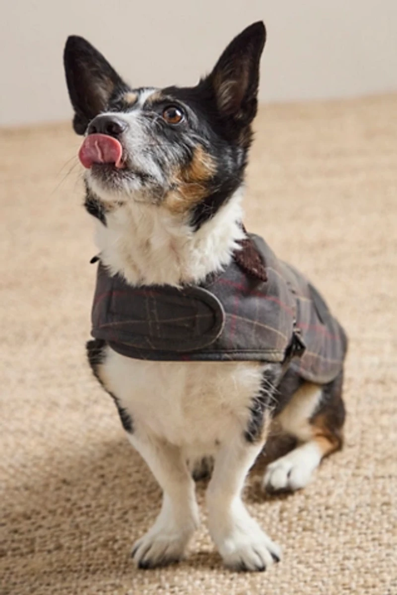 Barbour Wax Dog Coat