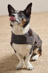Barbour Wax Dog Coat