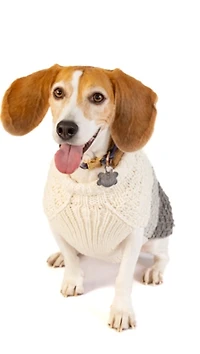Chilly Dog Color Block Cable Sweater