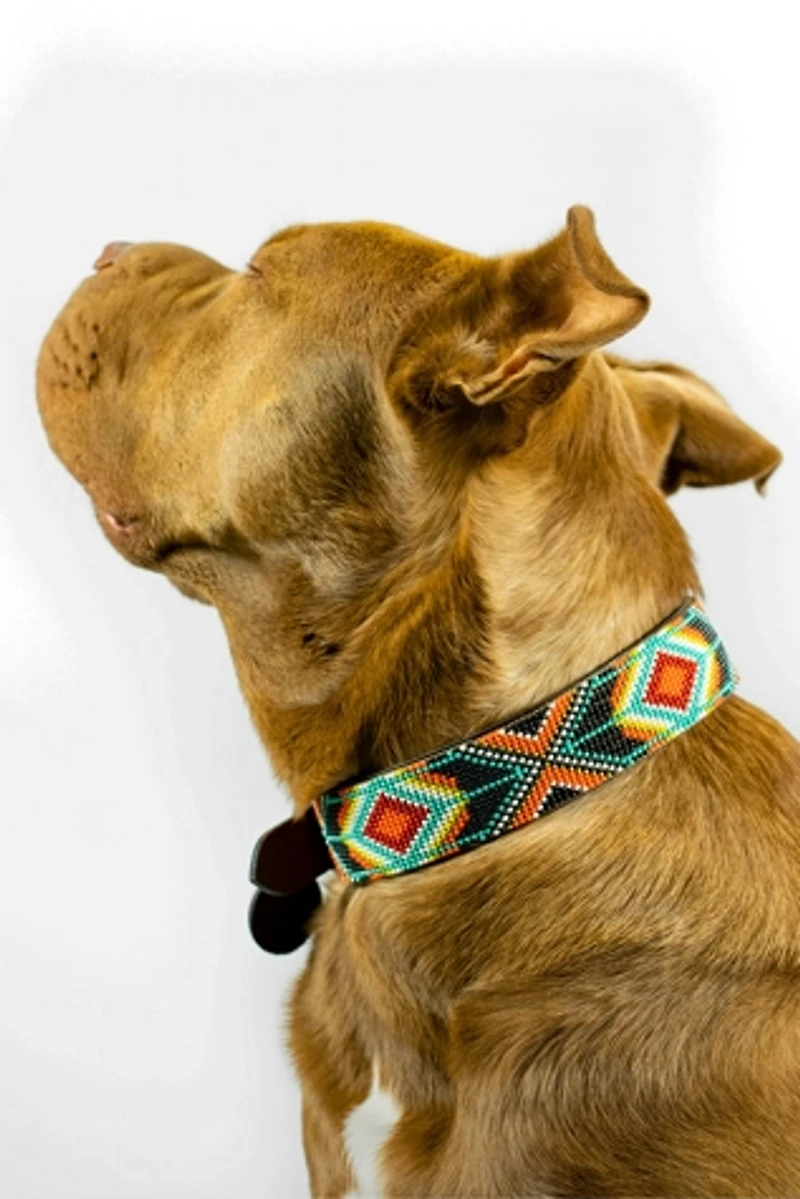 Sambboho Biarritz Dog Collar