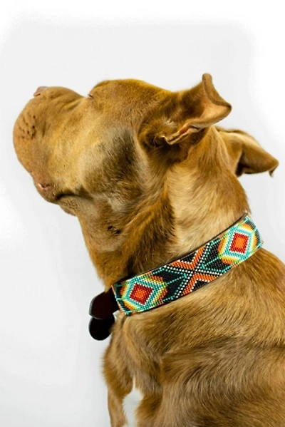 Sambboho Biarritz Dog Collar