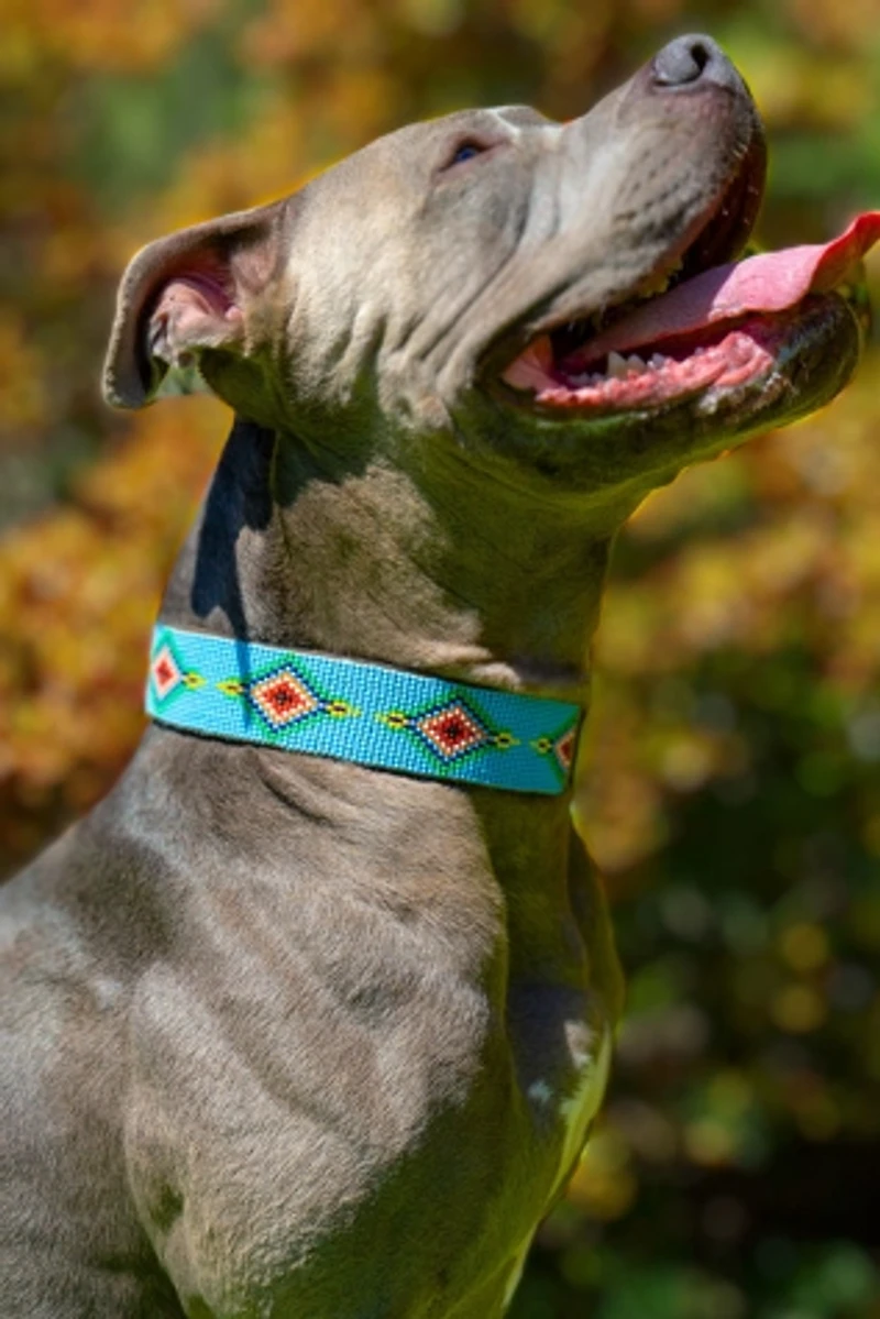 Sambboho Blue Vogue Dog Collar