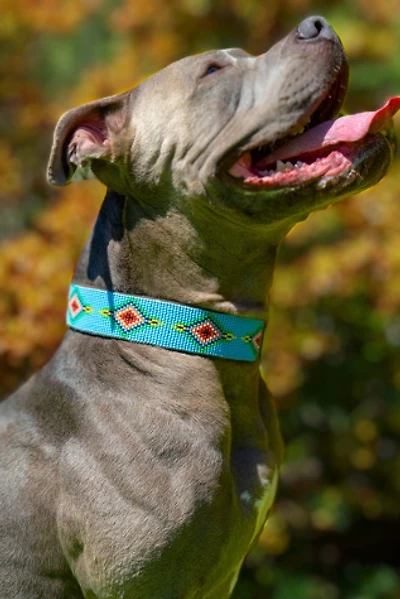 Sambboho Blue Vogue Dog Collar