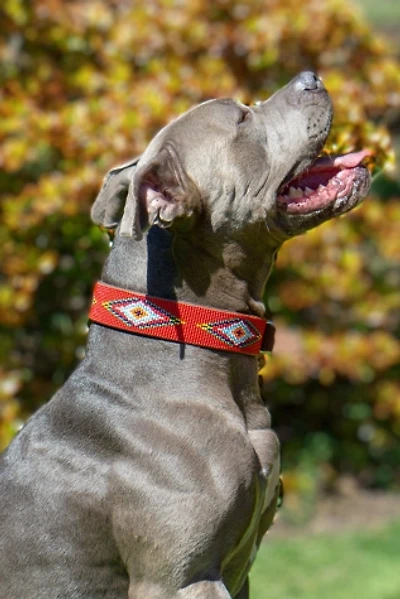 Sambboho Red Vogue Dog Collar