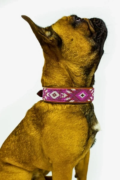Sambboho Melrose Dog Collar