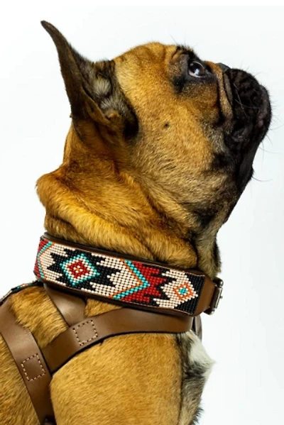 Sambboho Phoenix Dog Collar