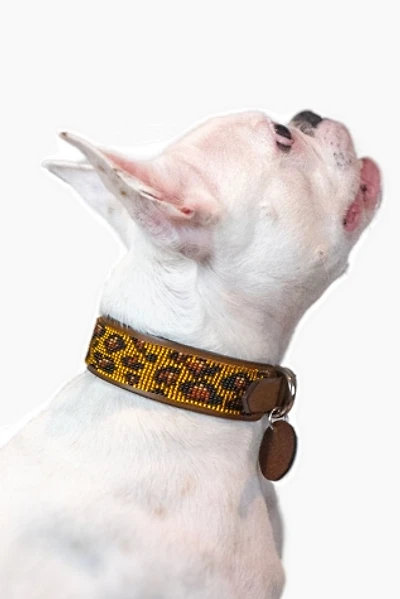 Sambboho Cheetah Dog Collar