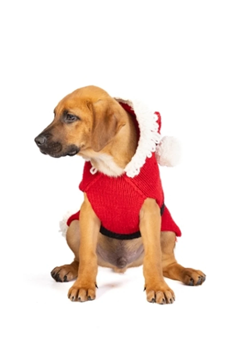 Chilly Dog Santa Sweater