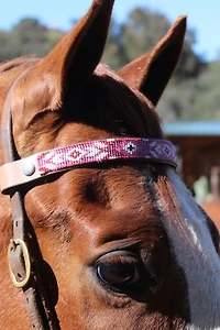 Sambboho Melrose Horse Browband