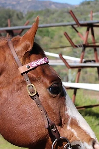 Sambboho Melrose Horse Browband