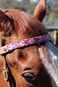 Sambboho Melrose Horse Browband
