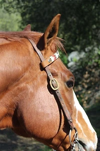 Sambboho Phoenix Horse Browband