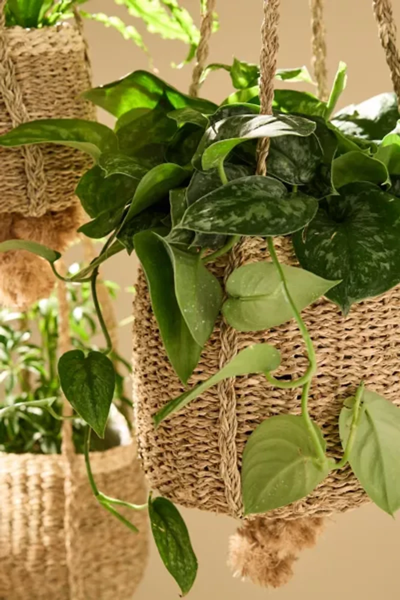 Seagrass Rattan Hanging Basket Planter Set