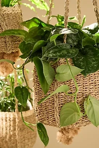 Seagrass Rattan Hanging Basket Planter Set