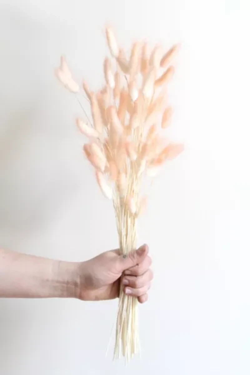 Roxanne’s Dried Flowers Bunny Tail Grass